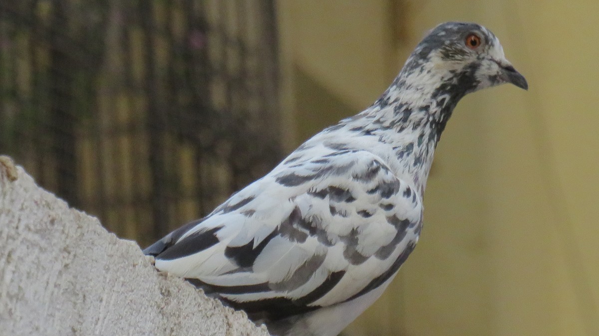 Rock Pigeon (Feral Pigeon) - ML274952051