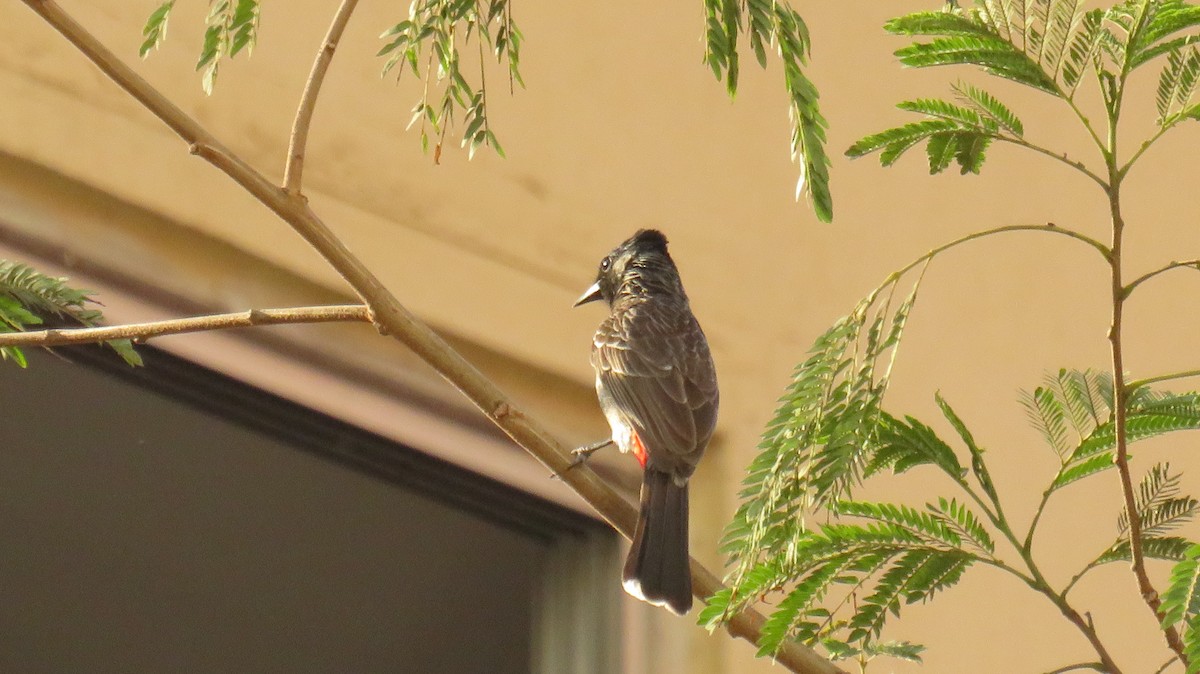 Red-vented Bulbul - ML274952081