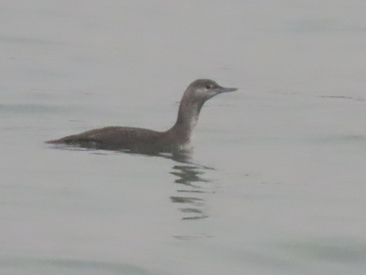 Red-throated Loon - Gary Poole