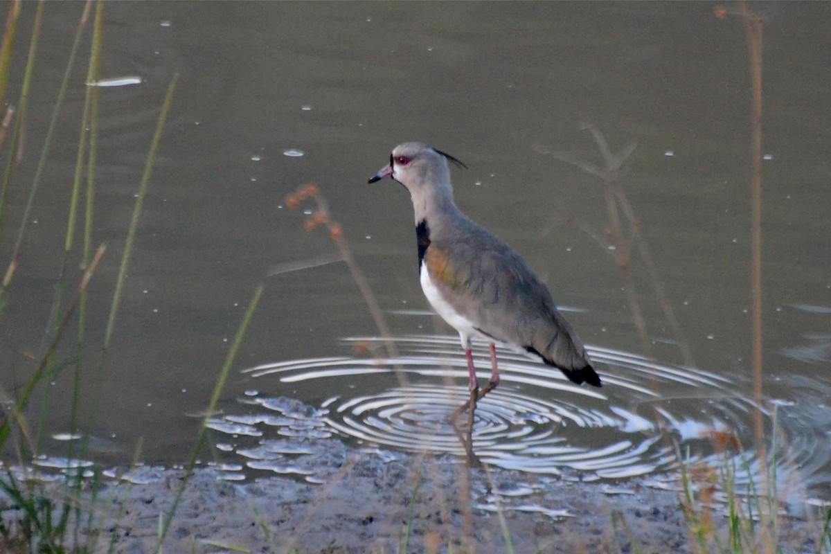 Southern Lapwing - Marilyn Henry