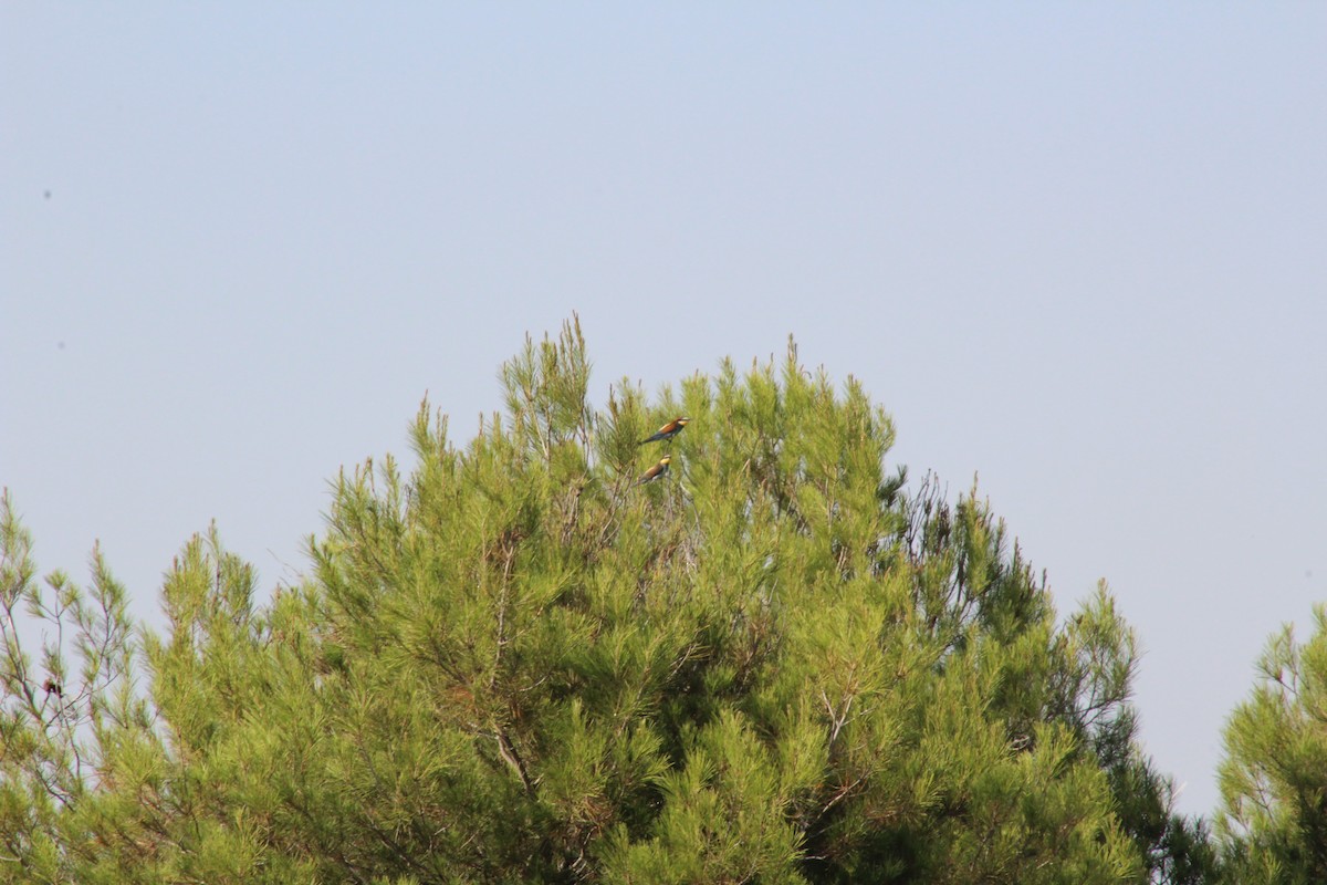European Bee-eater - ML274959721