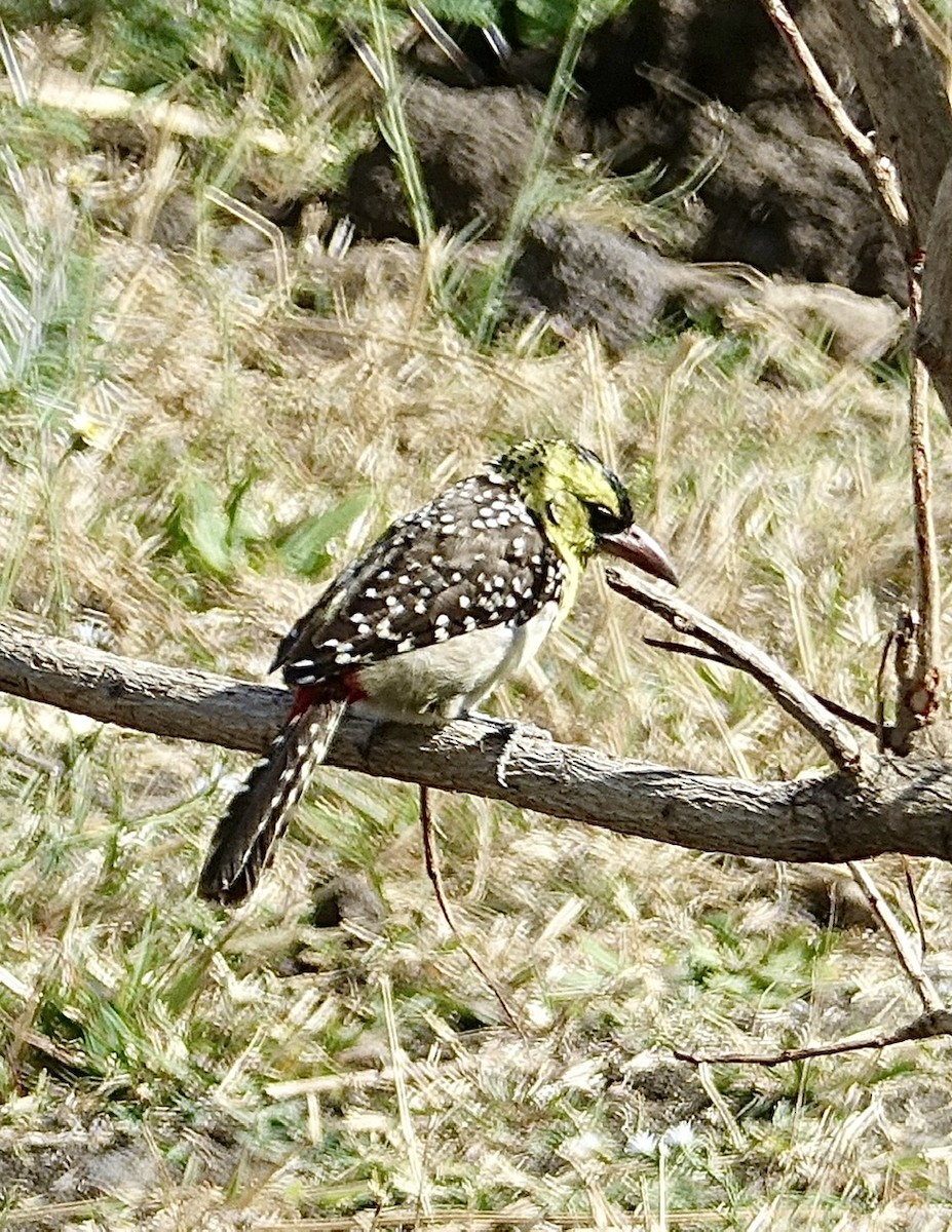 Yellow-breasted Barbet - ML274959881