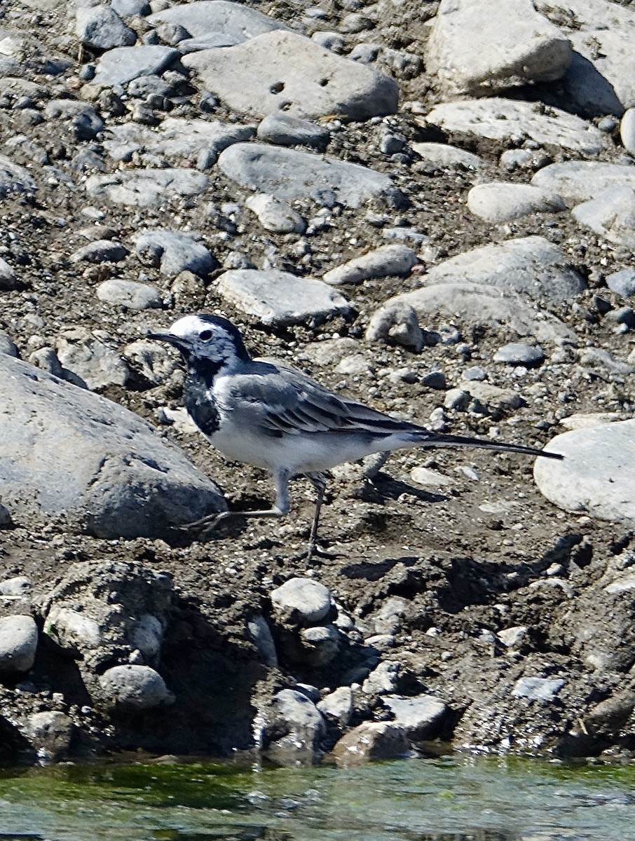 White Wagtail - Howie Nielsen