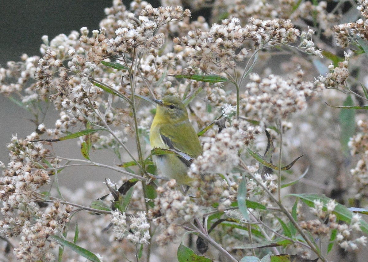 Tennessee Warbler - Clive Harris