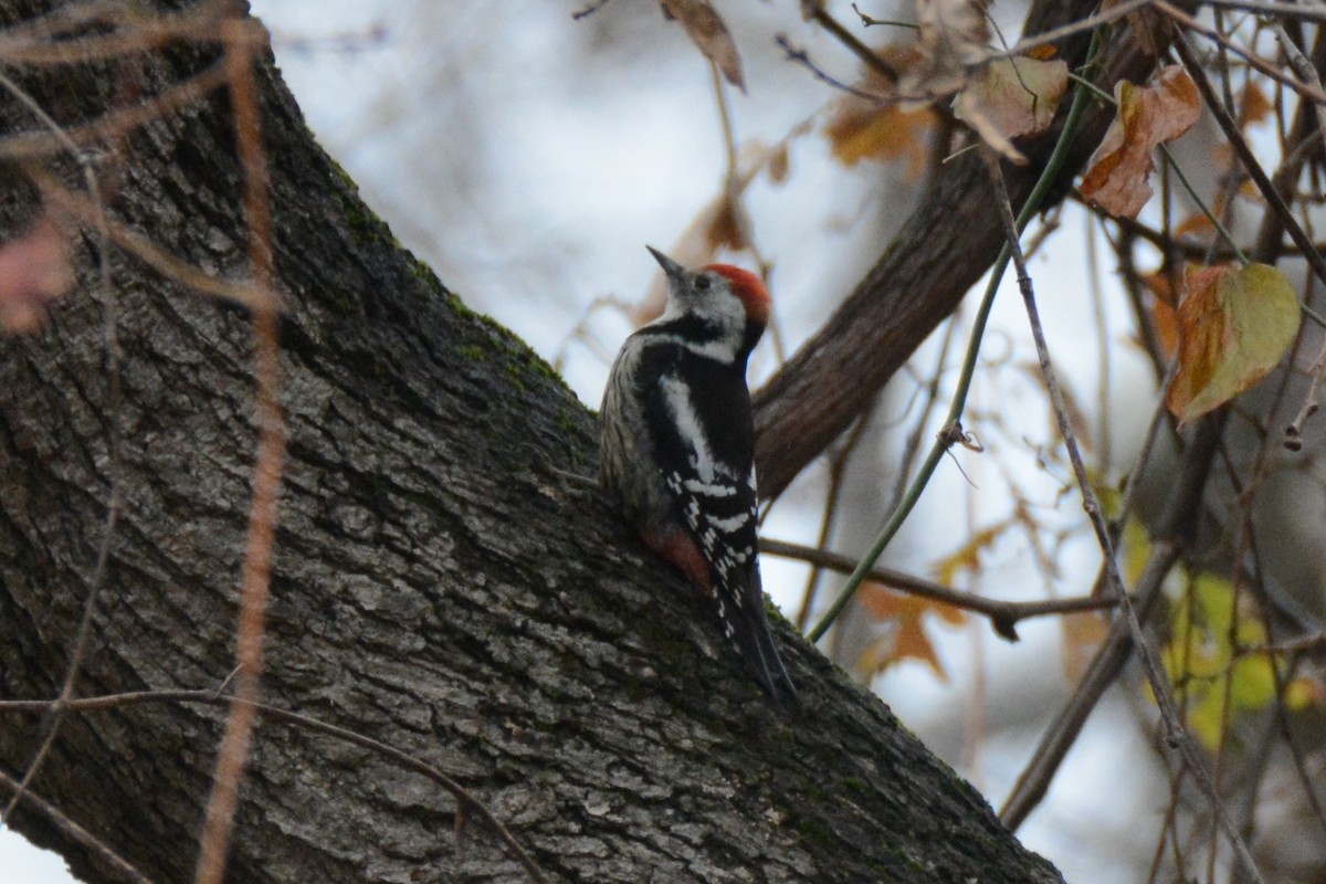 Middle Spotted Woodpecker - Ergün Cengiz