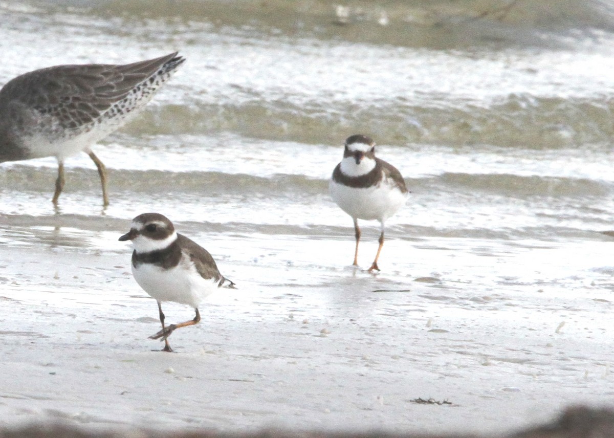 Semipalmated Plover - ML274972921