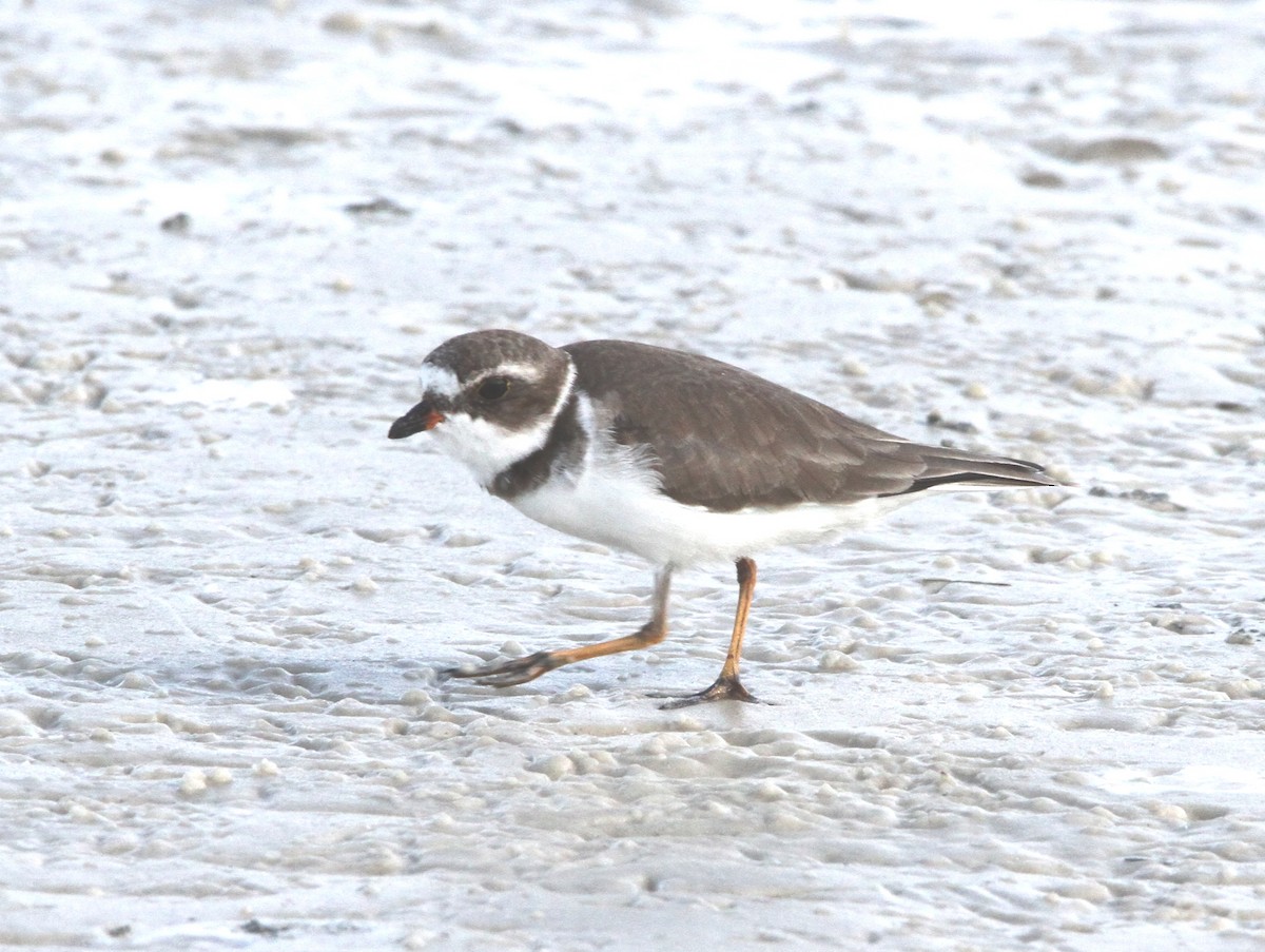 Semipalmated Plover - ML274972941