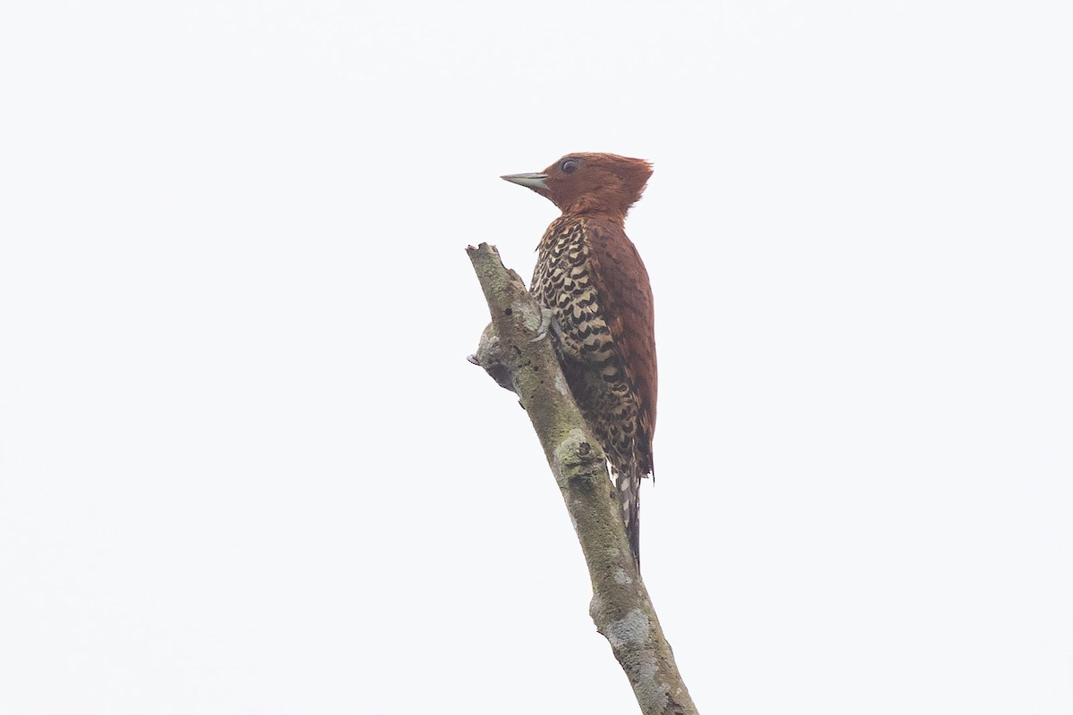 Cinnamon Woodpecker - ML274973641