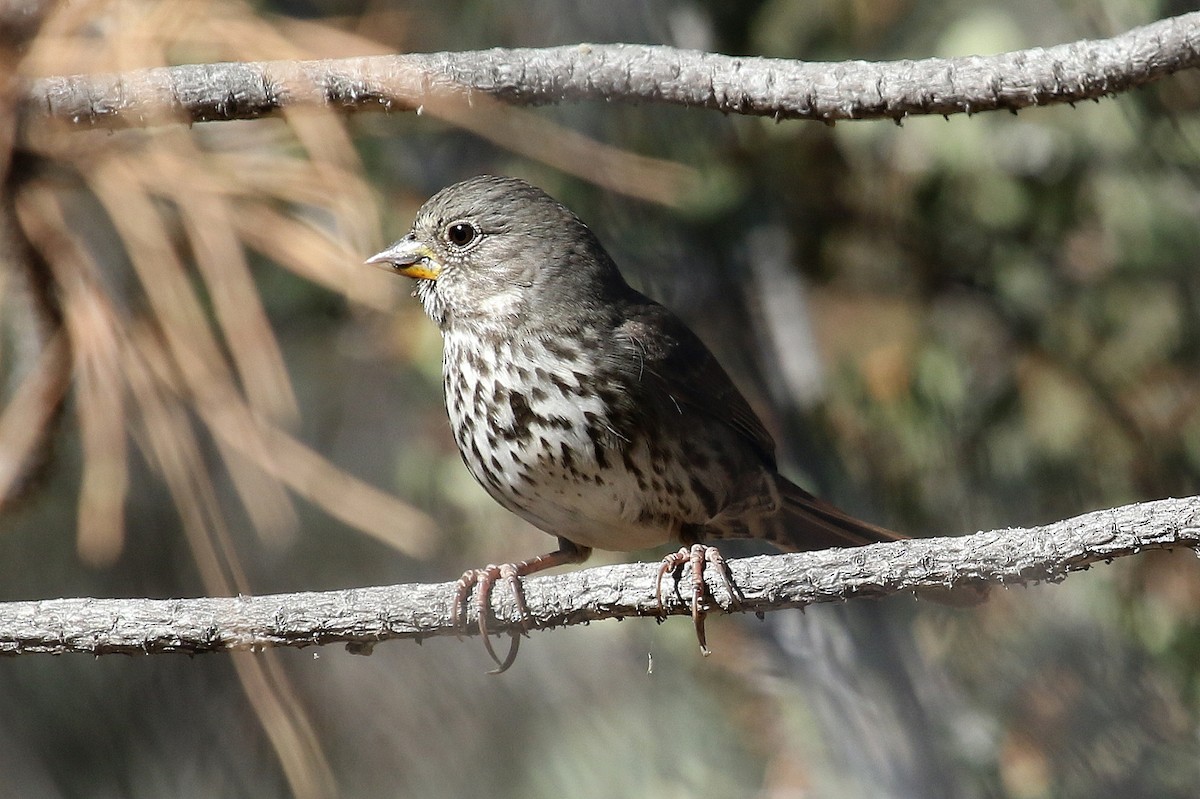 Fox Sparrow (Thick-billed) - ML274975851