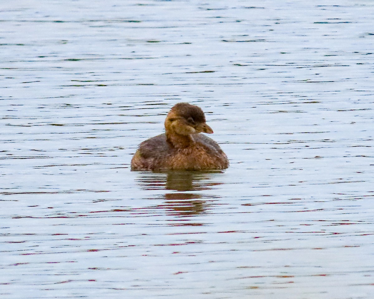Pied-billed Grebe - Betsy McCully