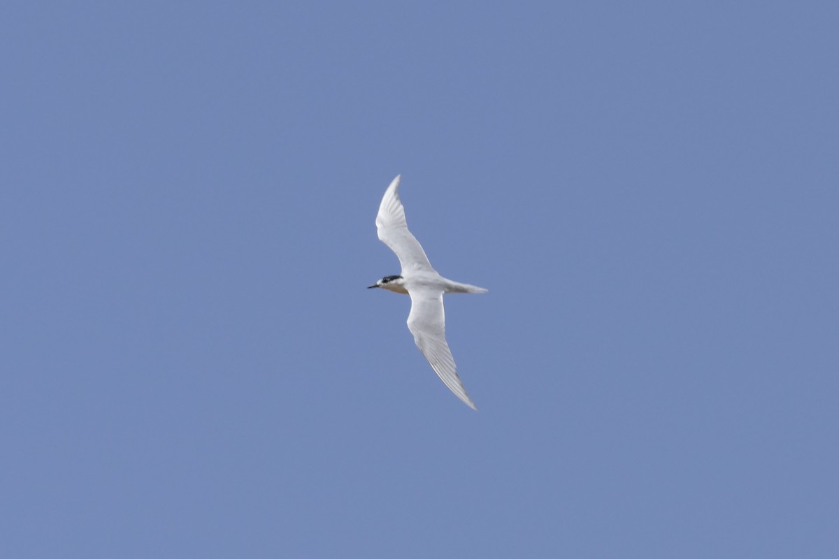 Gull-billed Tern - Peter Kaestner