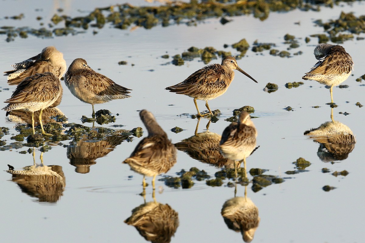 Long-billed Dowitcher - ML274989201