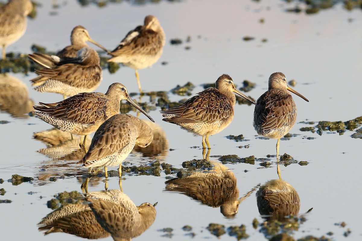 Long-billed Dowitcher - ML274989211