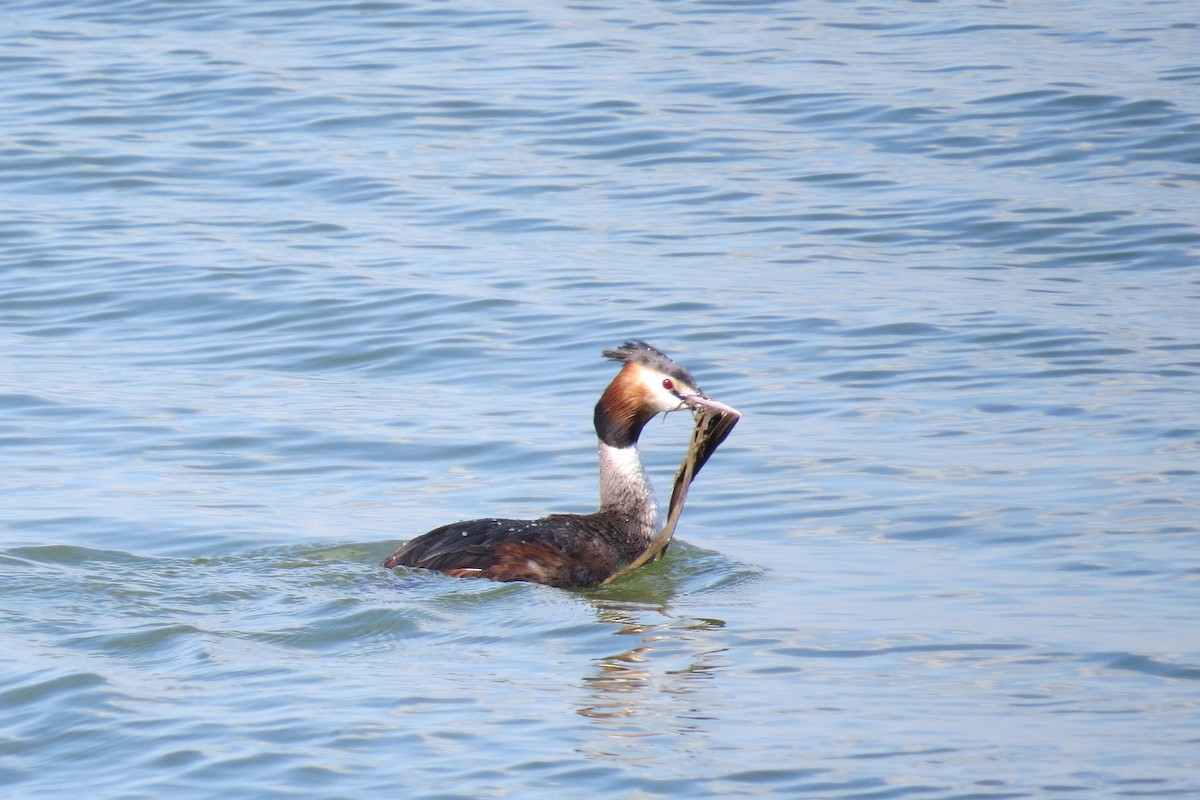 Great Crested Grebe - ML274991781