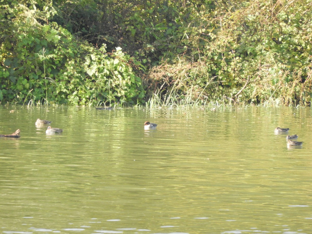 Green-winged Teal - ML274993681