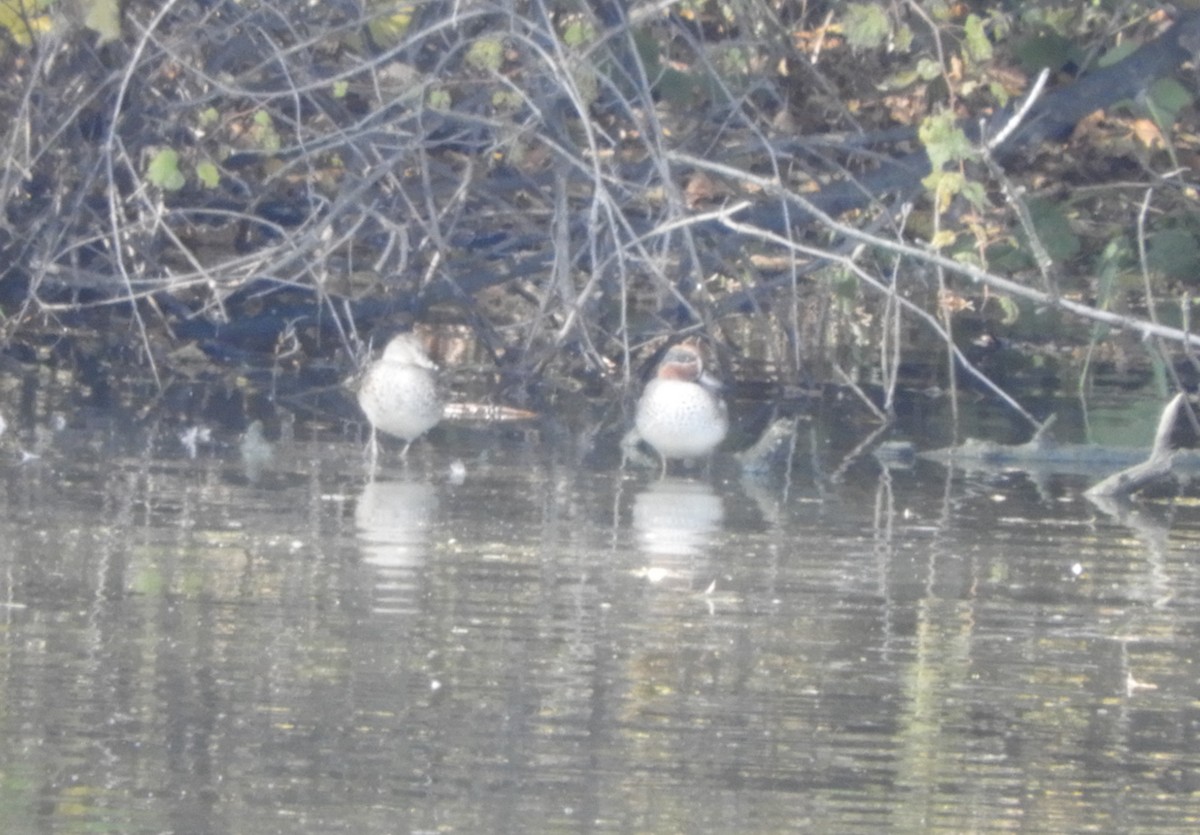 Green-winged Teal - ML274993701