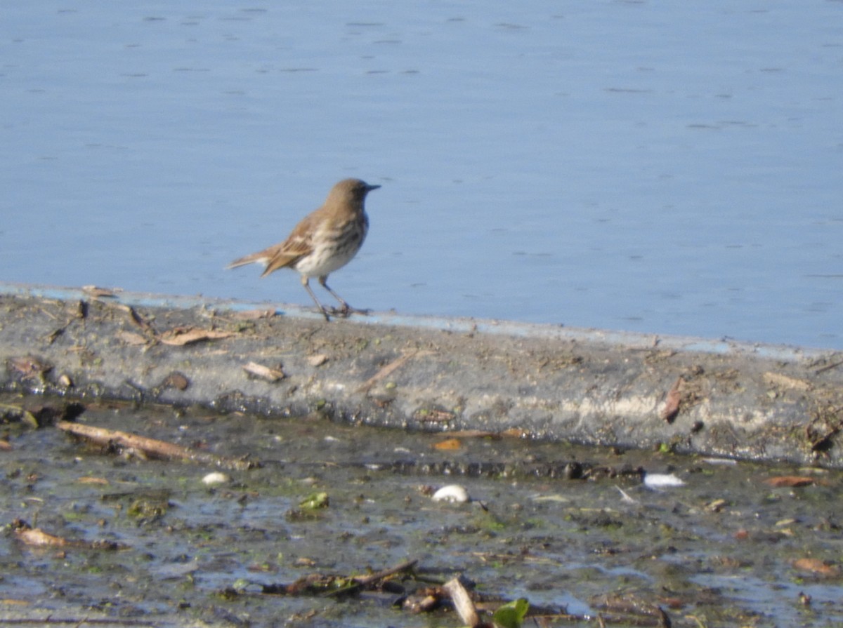 Water Pipit - ML274994011