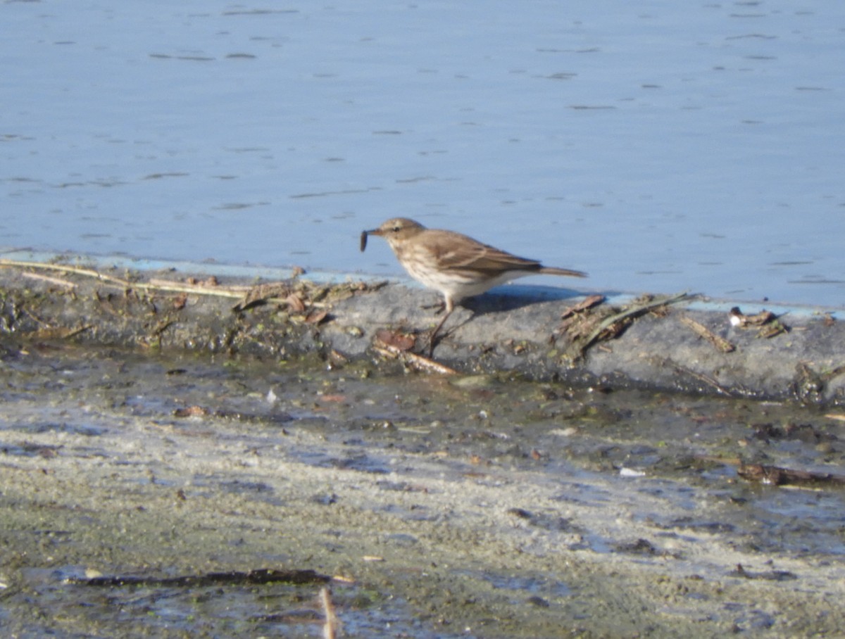 Water Pipit - ML274994051