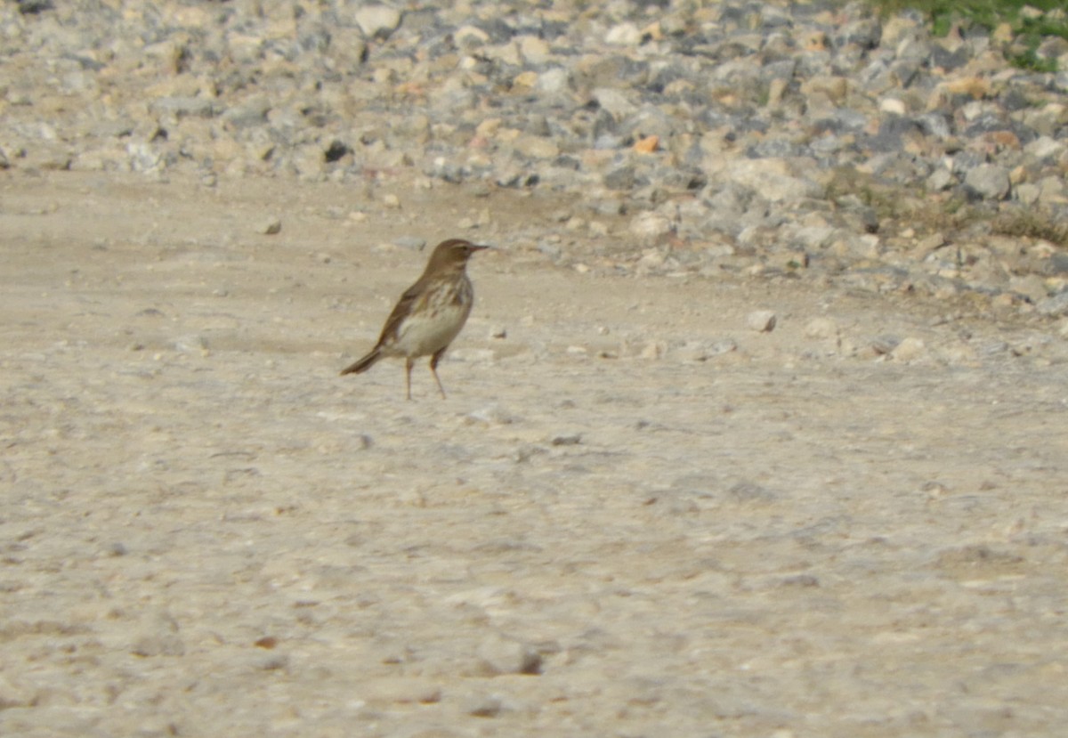 Water Pipit - ML274994511