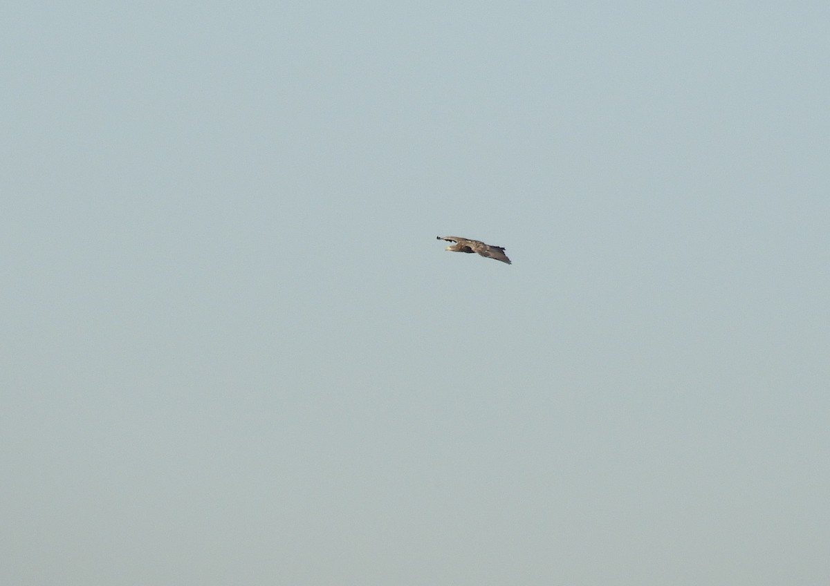 White-tailed Eagle - ML274994671