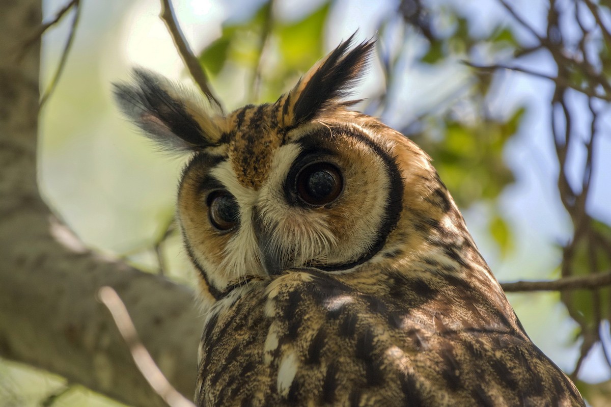 Striped Owl - ML274999241