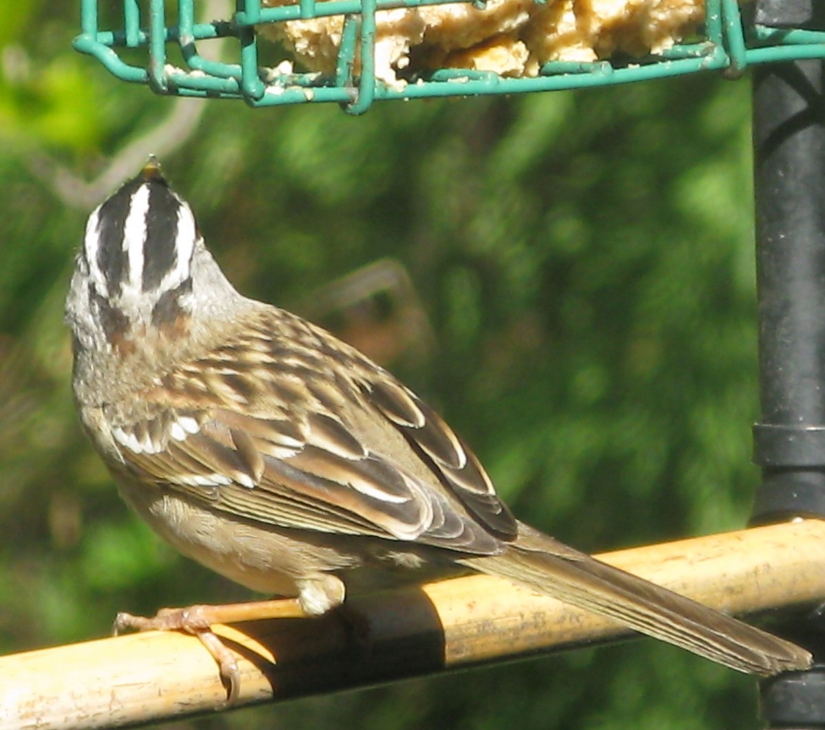 White-crowned Sparrow - ML275001321
