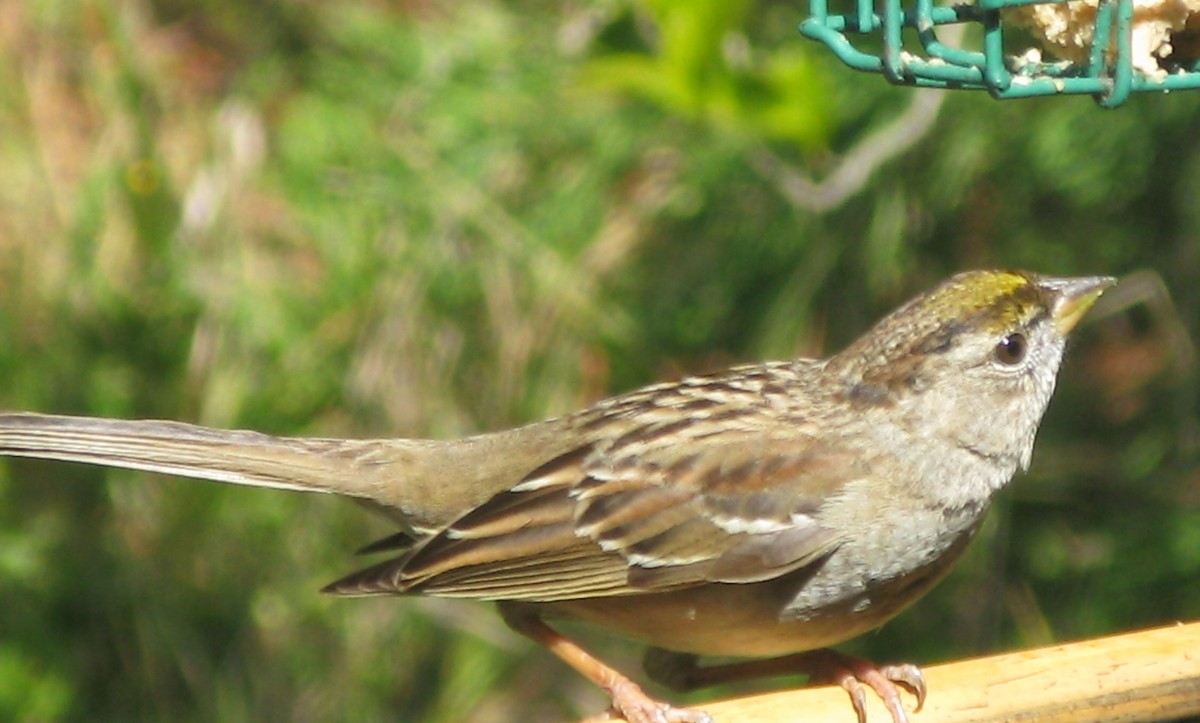 Golden-crowned Sparrow - ML275001441
