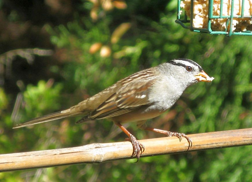 White-crowned Sparrow - Ann Del Tredici