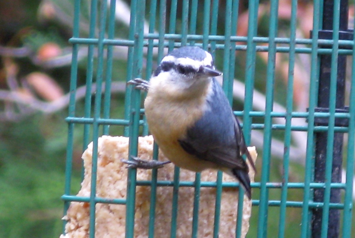 Red-breasted Nuthatch - ML275005431