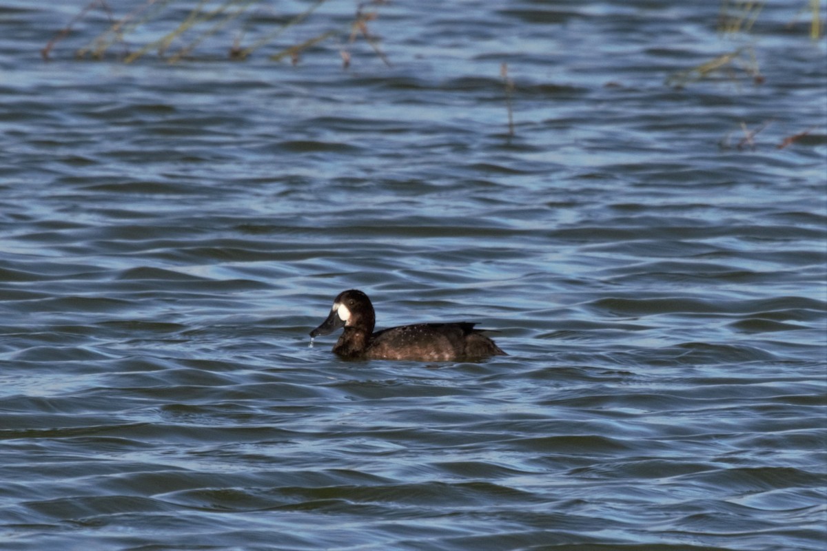 Greater Scaup - ML275008711