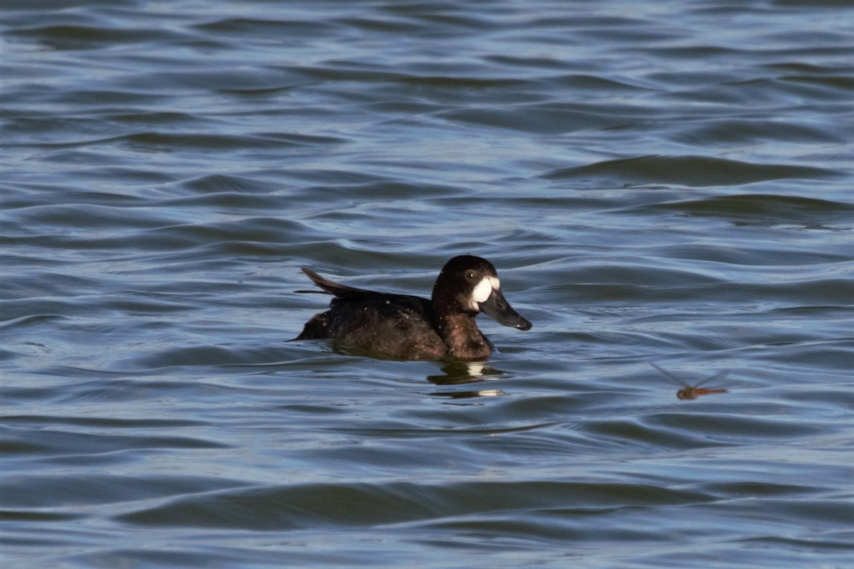 Greater Scaup - ML275008731