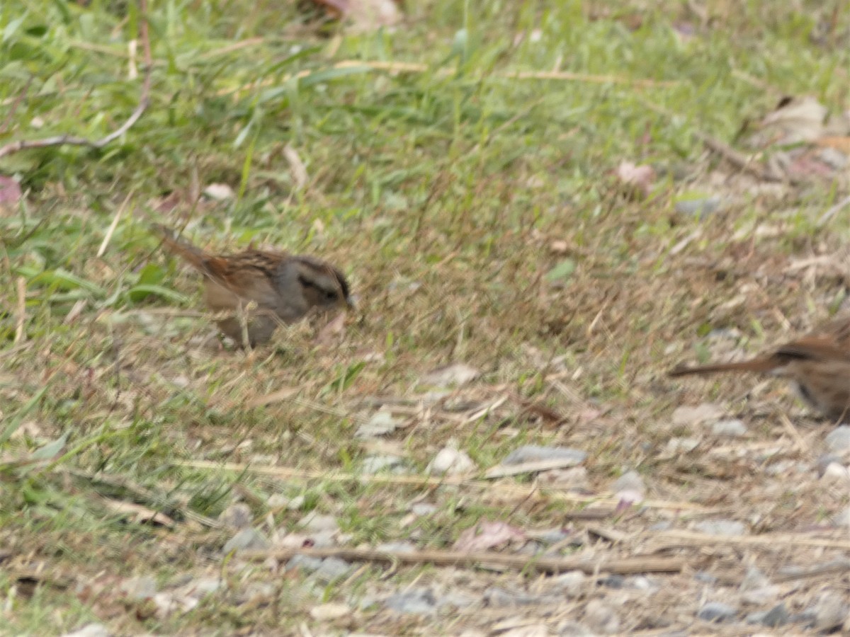 Swamp Sparrow - ML275013151
