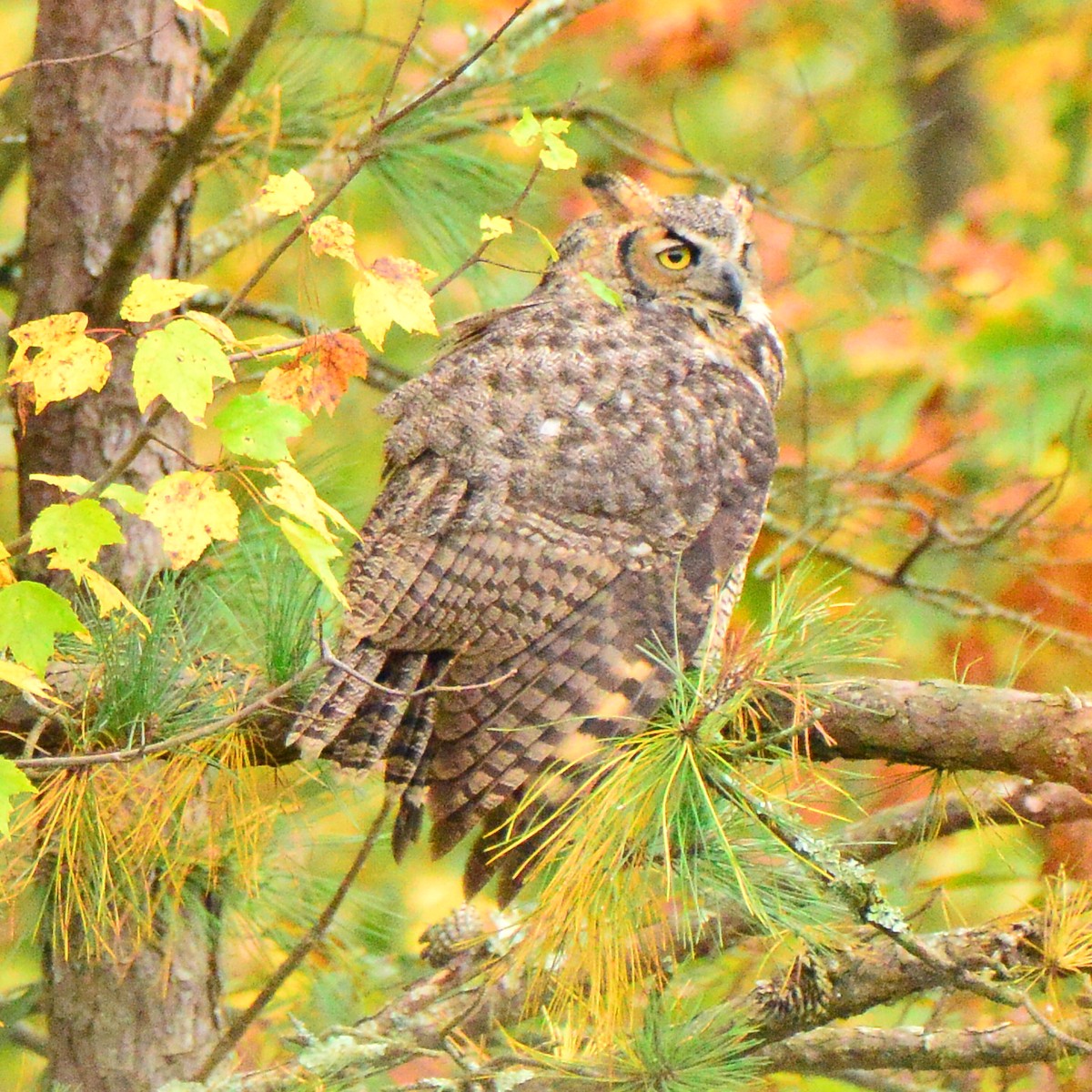 Great Horned Owl - ML275013281