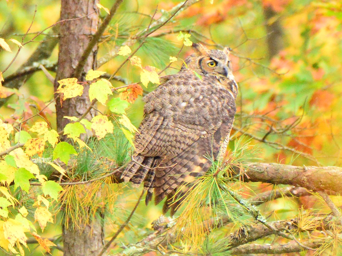 Great Horned Owl - ML275013311