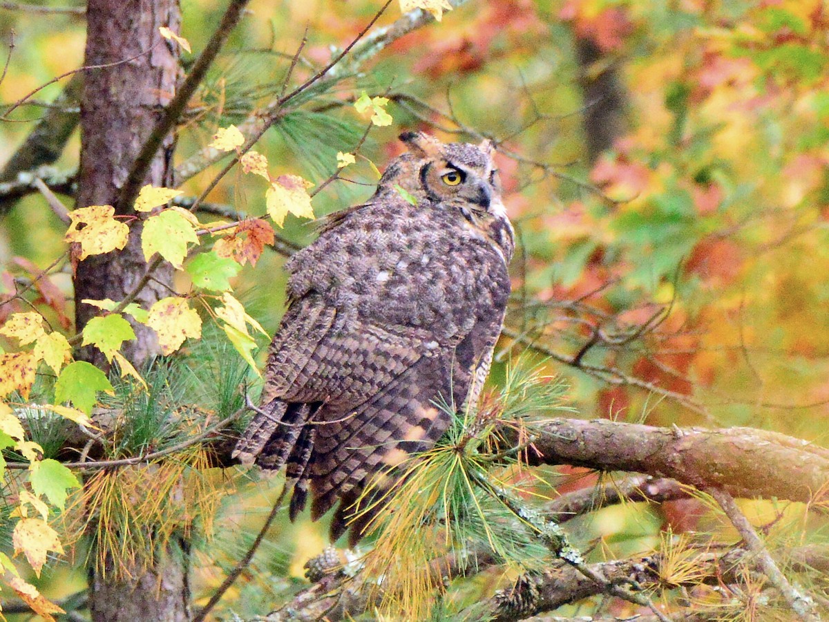 Great Horned Owl - ML275013321