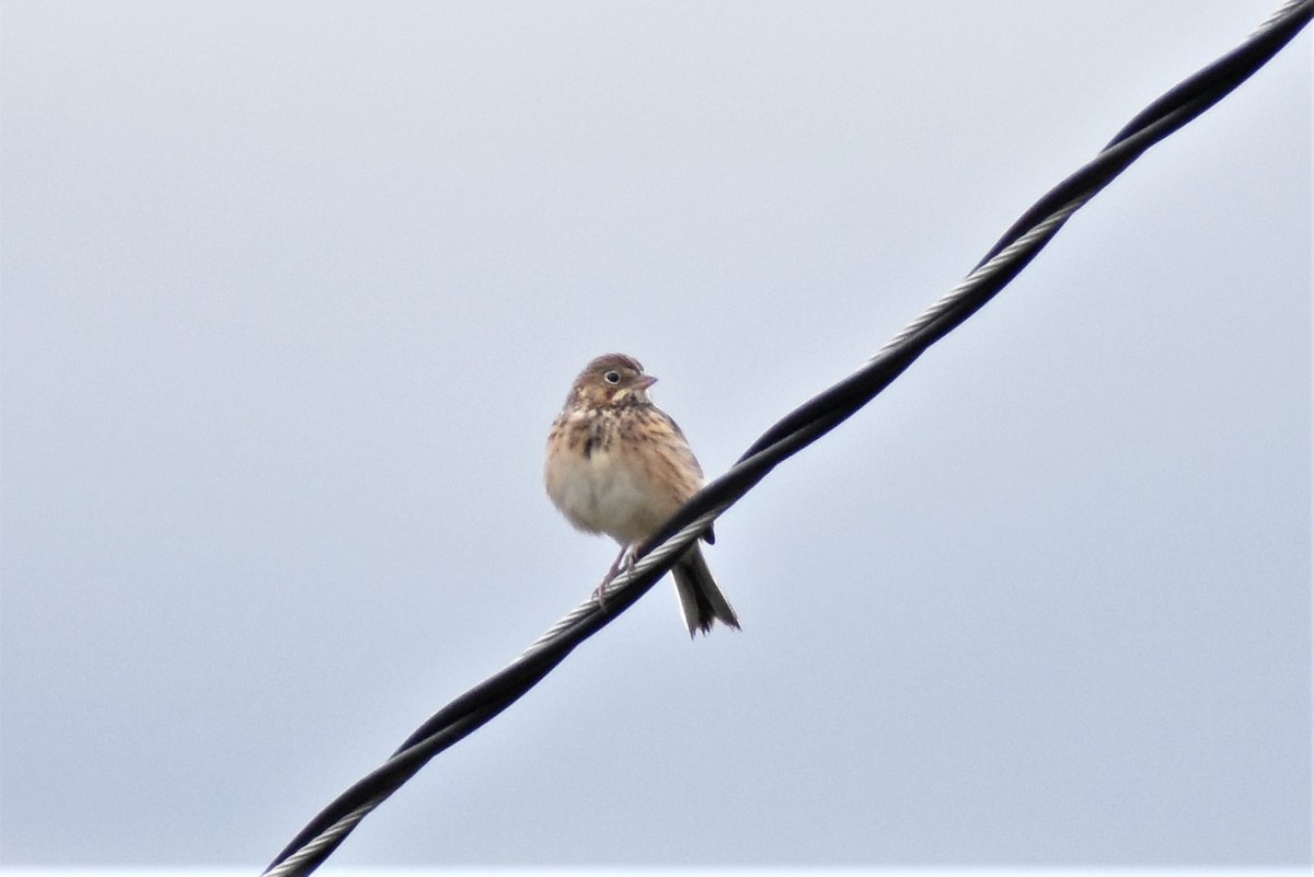 Vesper Sparrow - ML275013381