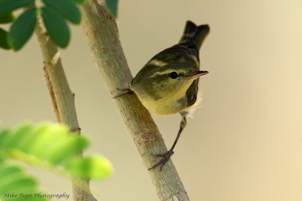 Green Warbler - Mike Pope