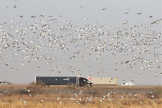 Snow Goose, ML275019571