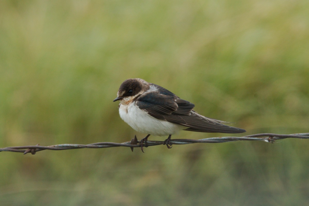 Barn Swallow - ML275020381