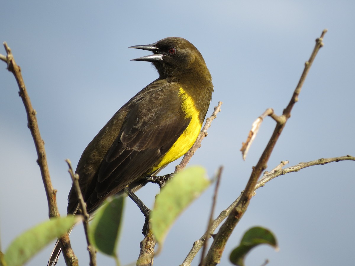 Brown-and-yellow Marshbird - ML27502321