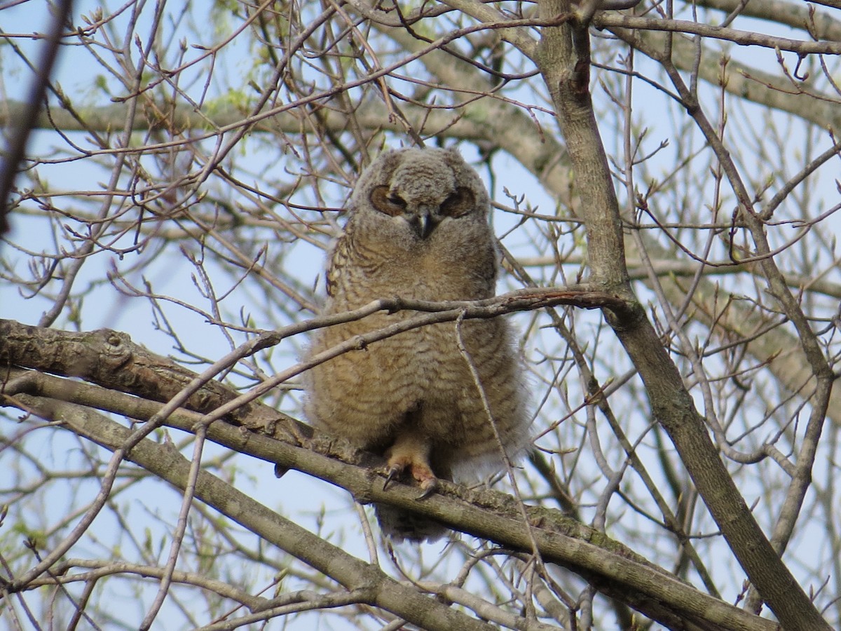 Great Horned Owl - ML27502681