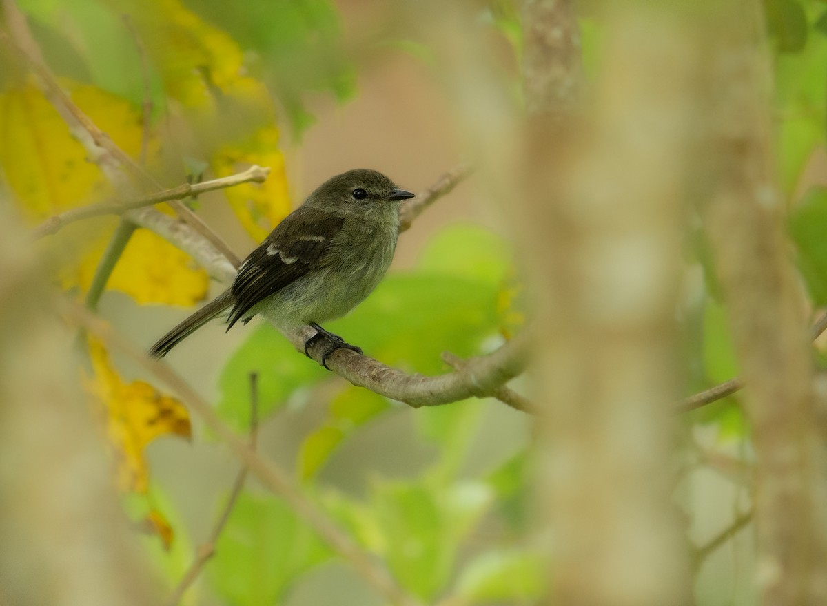 Olive-chested Flycatcher - ML275026911