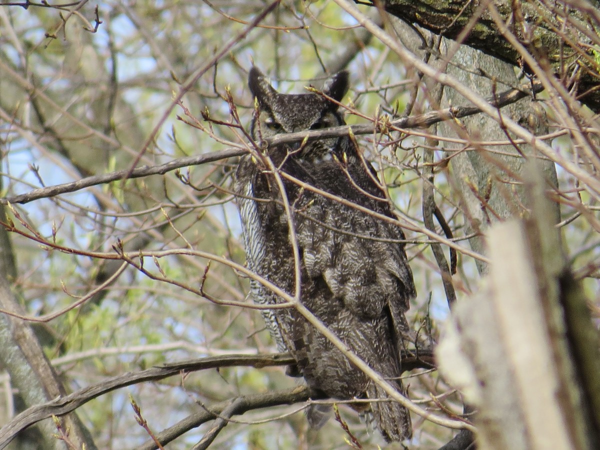 Great Horned Owl - ML27502721