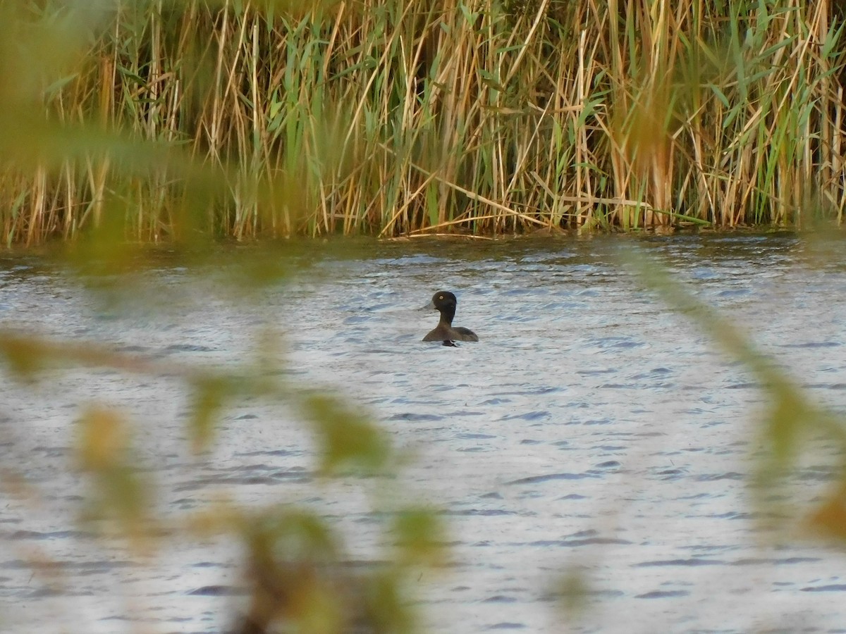 Tufted Duck - ML275027861