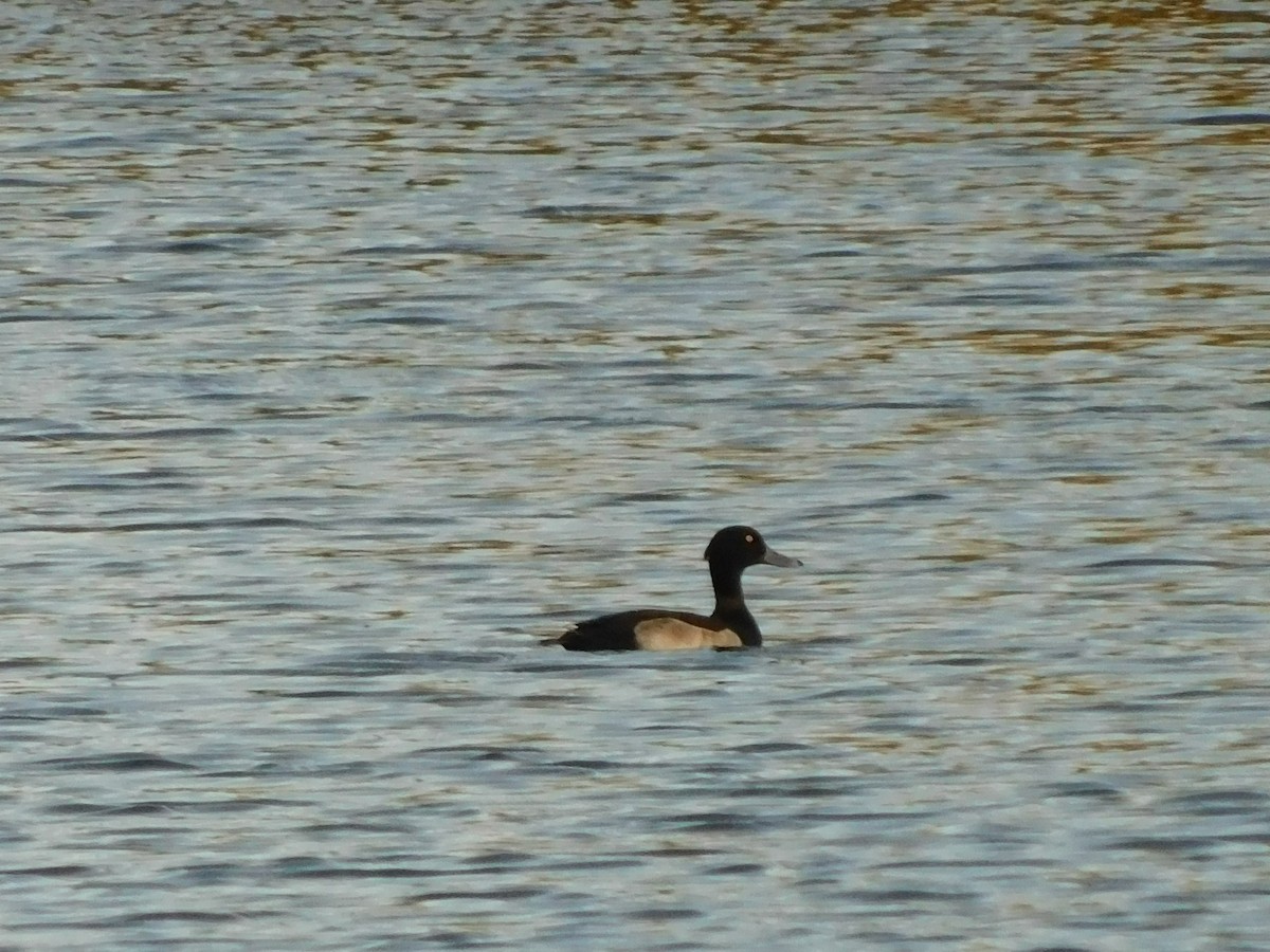 Tufted Duck - ML275028421