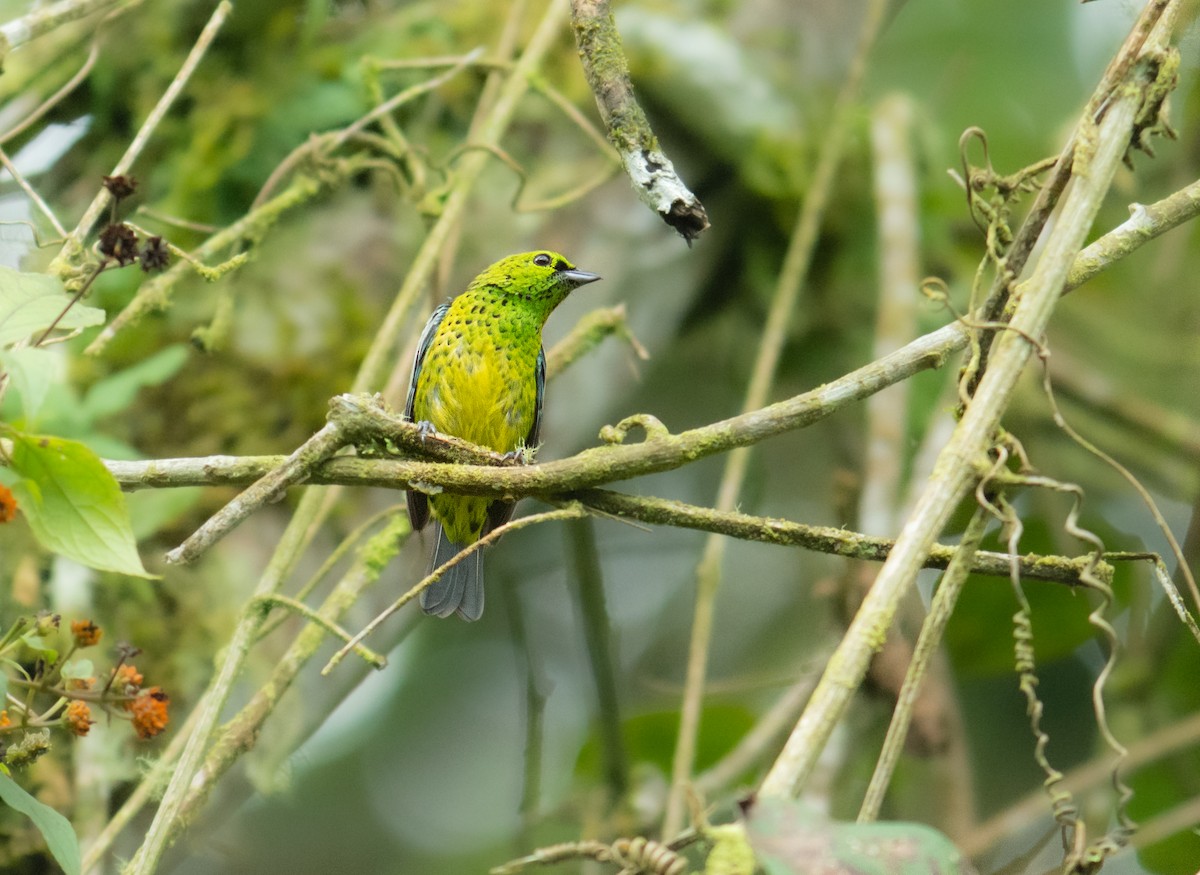 Yellow-bellied Tanager - ML275029221