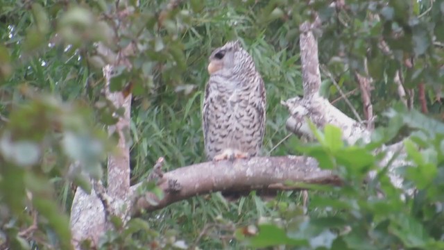 Spot-bellied Eagle-Owl - ML275029961