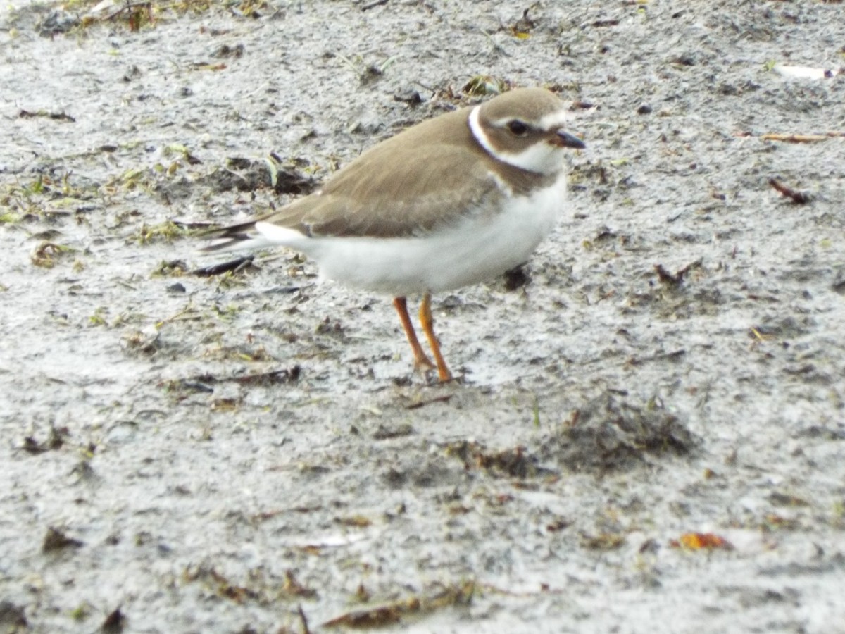Semipalmated Plover - ML275031211