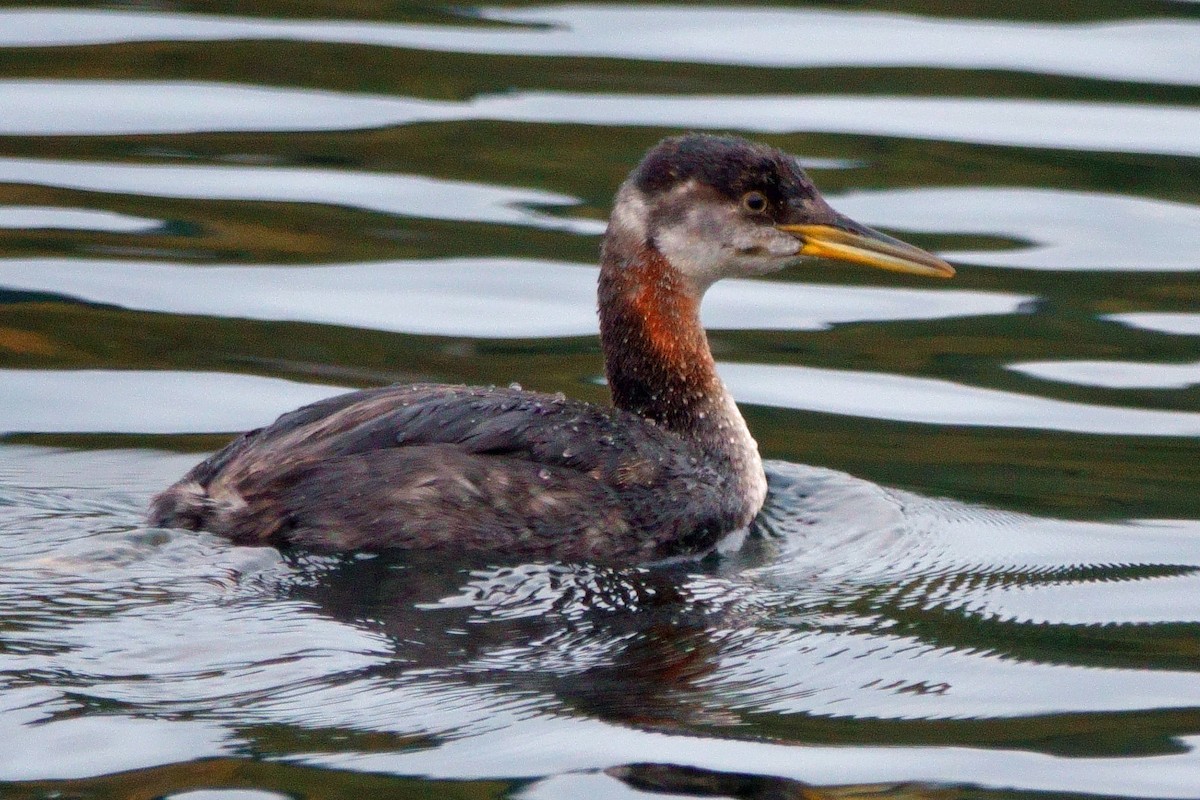 Red-necked Grebe - ML275031231