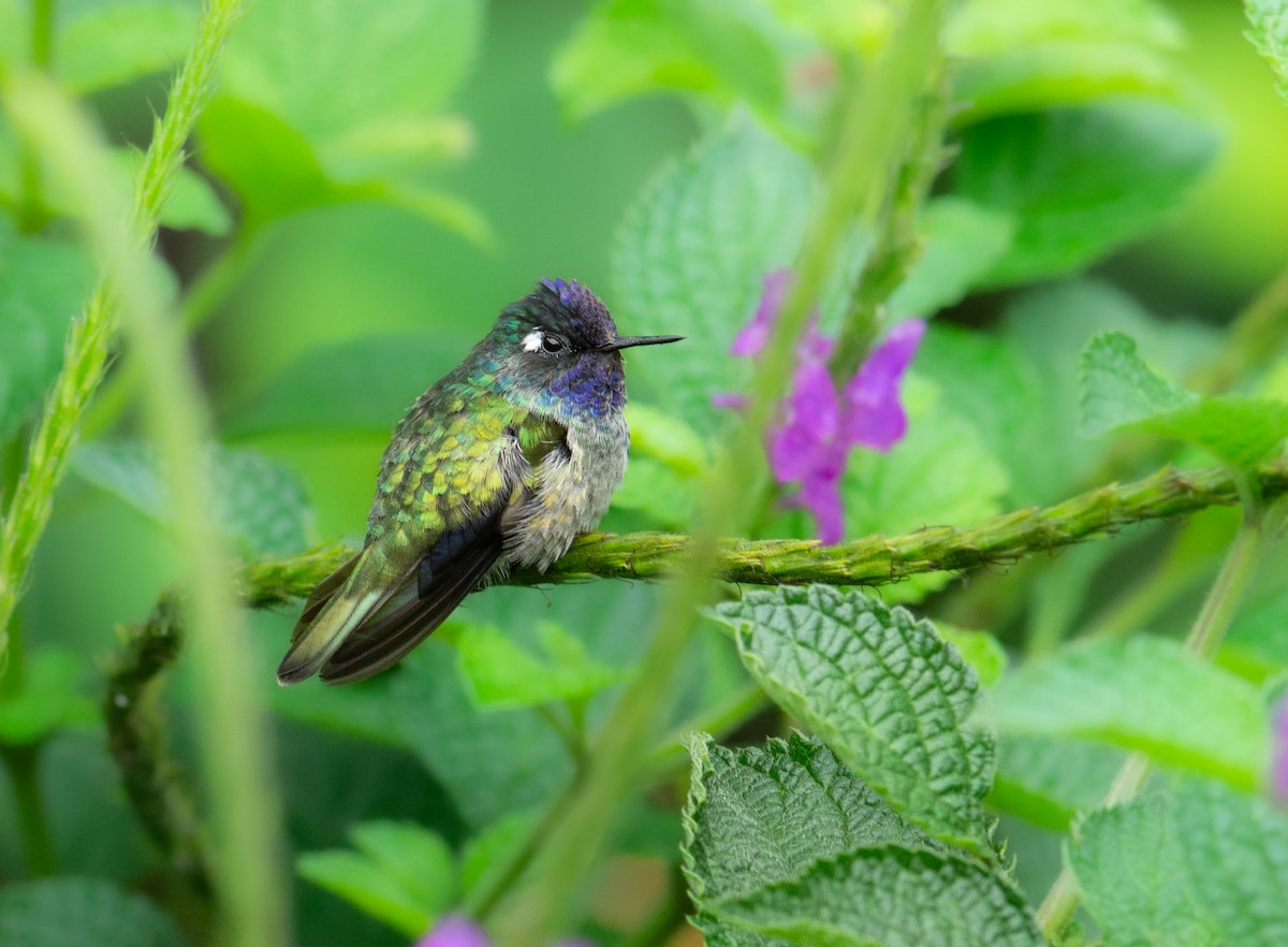 Violet-headed Hummingbird - ML275038901